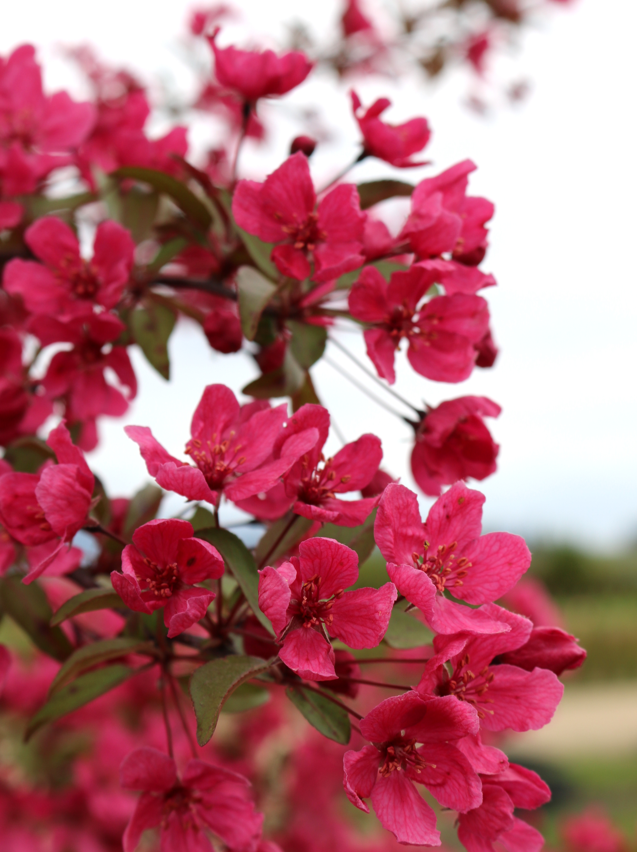 Malus 'Prairifire' Blue Heron Nursery