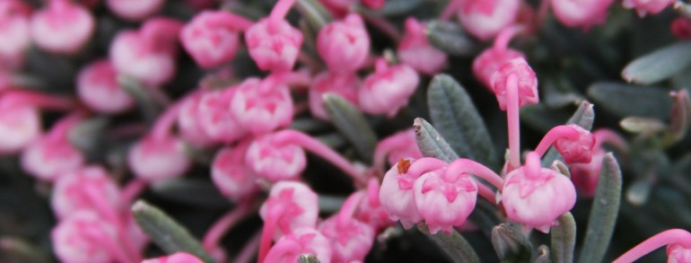 Andromeda polifolia ‘Blue Ice’