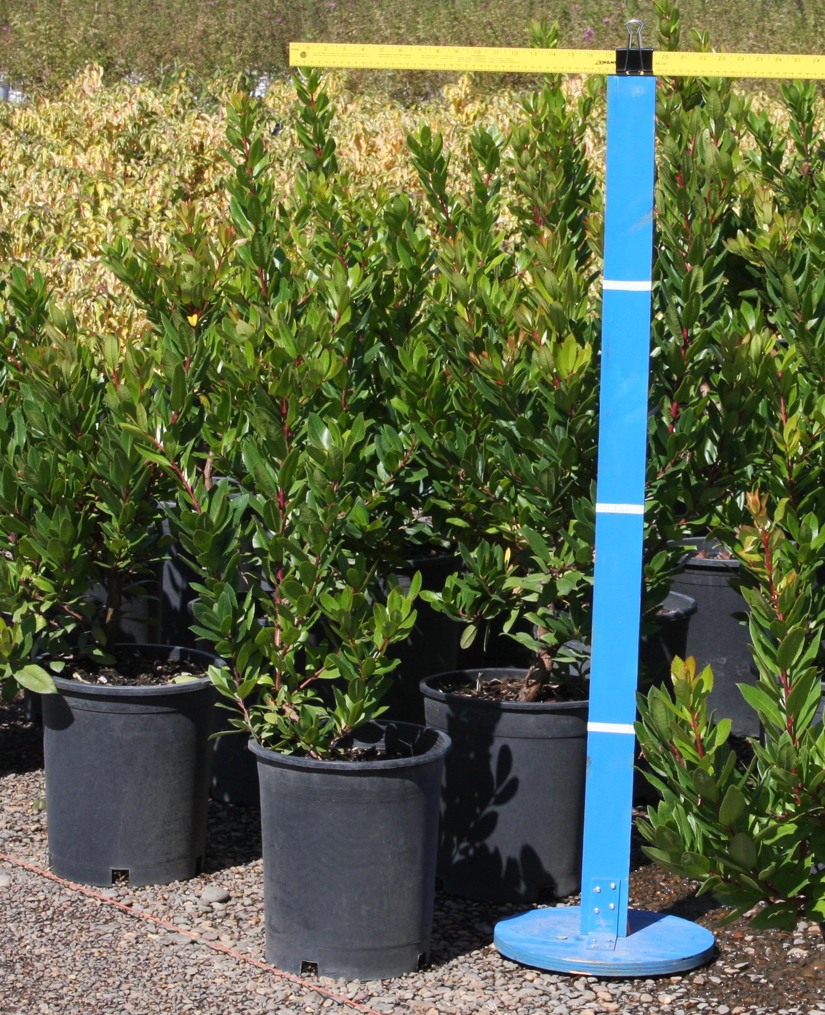 Arbutus unedo compacta 5 gallon Blue Heron Nursery