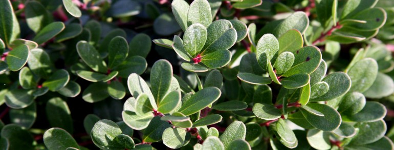 Arctostaphylos uva-ursi ‘Massachusetts’