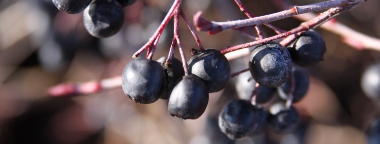 Aronia melanocarpa ‘Autumn Magic’
