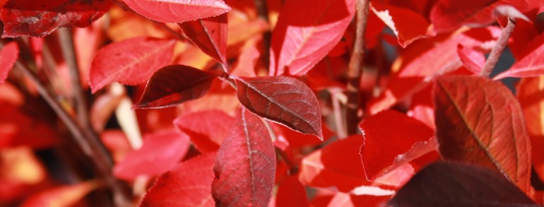 Aronia arbutifolia ‘Brilliantissima’