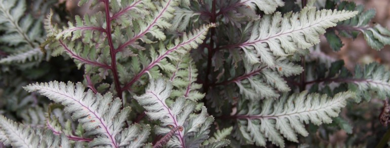 Athyrium niponicum pictum ‘Regal Red’