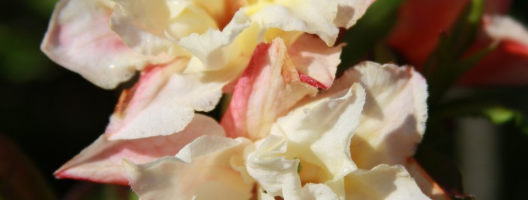 Azalea ‘Cannon’s Double’