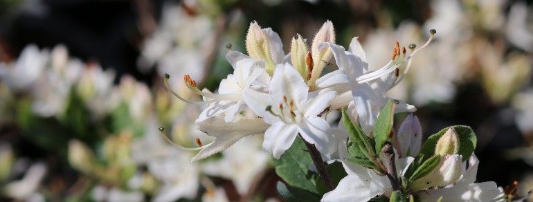 Azalea ‘Fragrant Star’