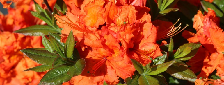 Azalea ‘Gibraltar’