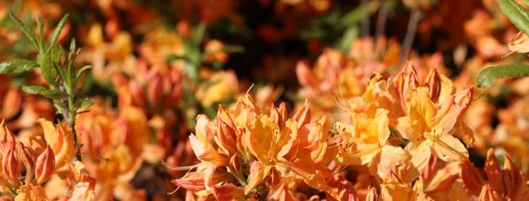 Azalea ‘Golden Lights’