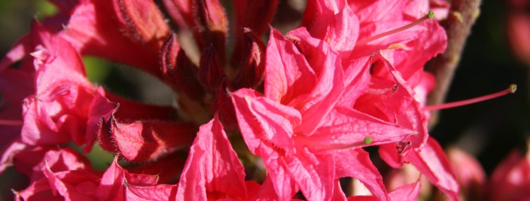 Azalea ‘Homebush’