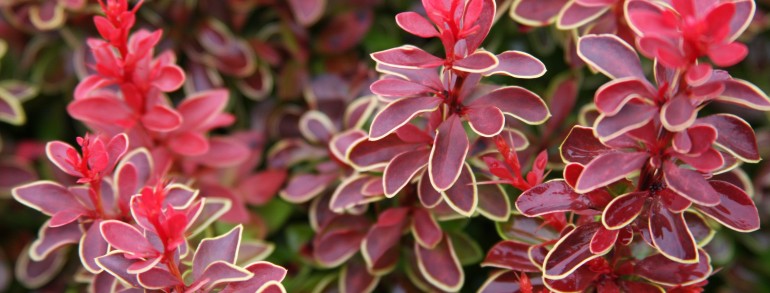 Berberis thunbergii ‘Admiration’