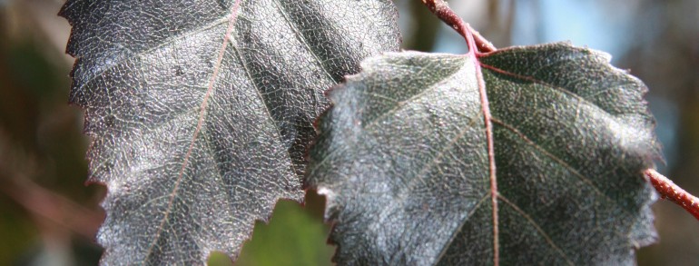 Betula (‘Penci-2’) Royal Frost®