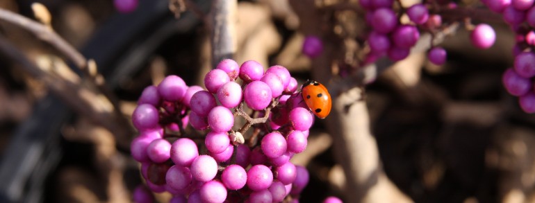 Callicarpa bodnieri ‘Profusion’