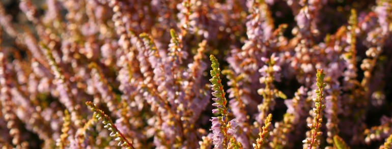 Calluna vulgaris ‘Winter Chocolate’