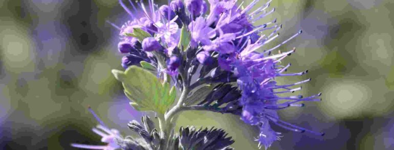 Caryopteris x clandonensis ‘Longwood Blue’