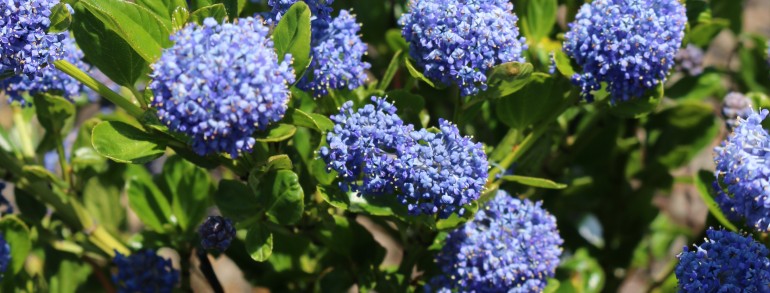 Ceanothus impressus ‘Victoria’
