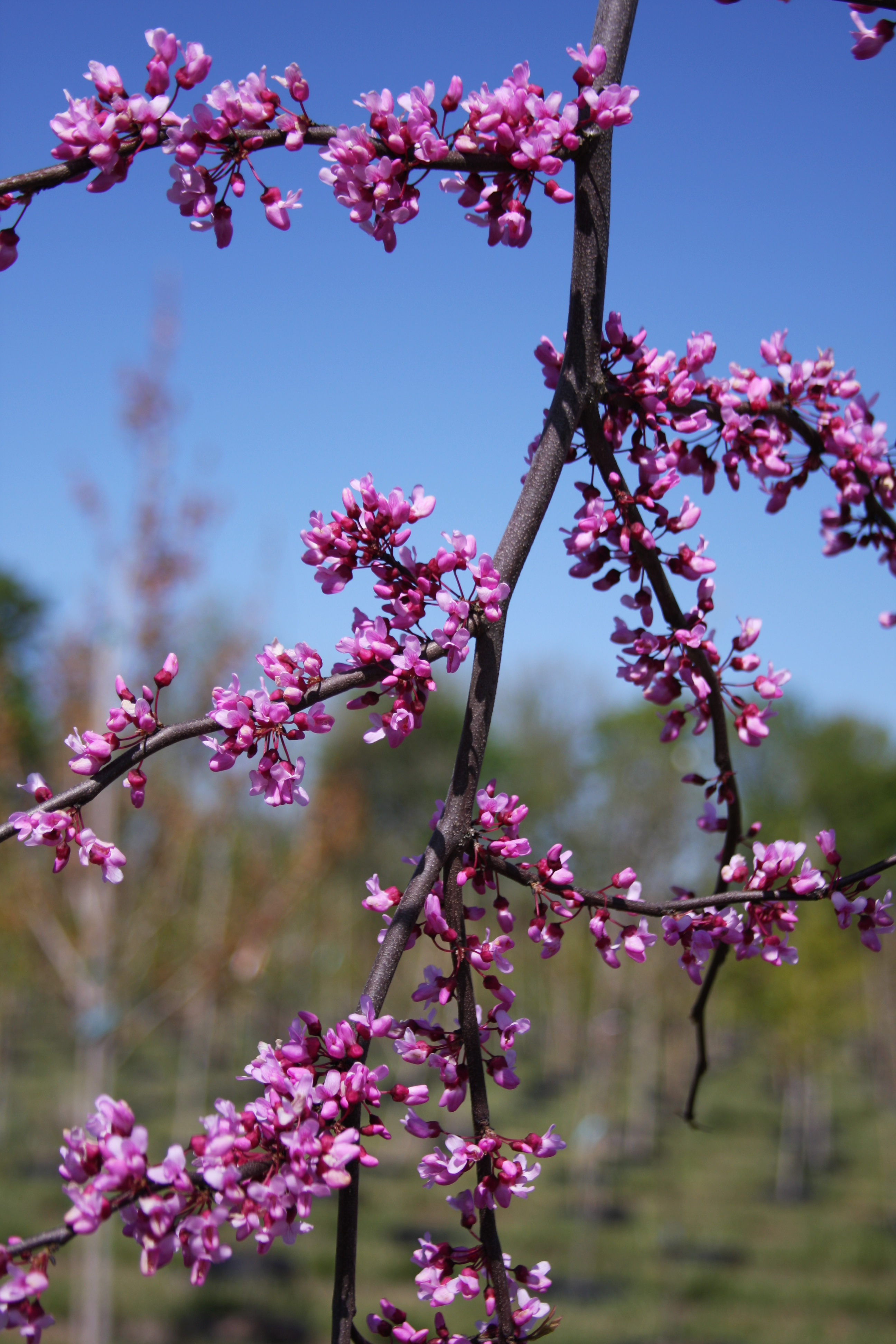 Cercis Lavender Twist flowers