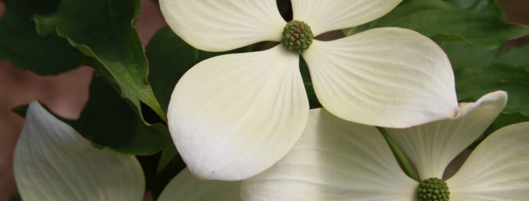 Cornus (kousa x nuttallii) x kousa (‘KN 30-8’) Venus®