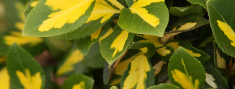Euonymus fortunei ‘Moonshadow’