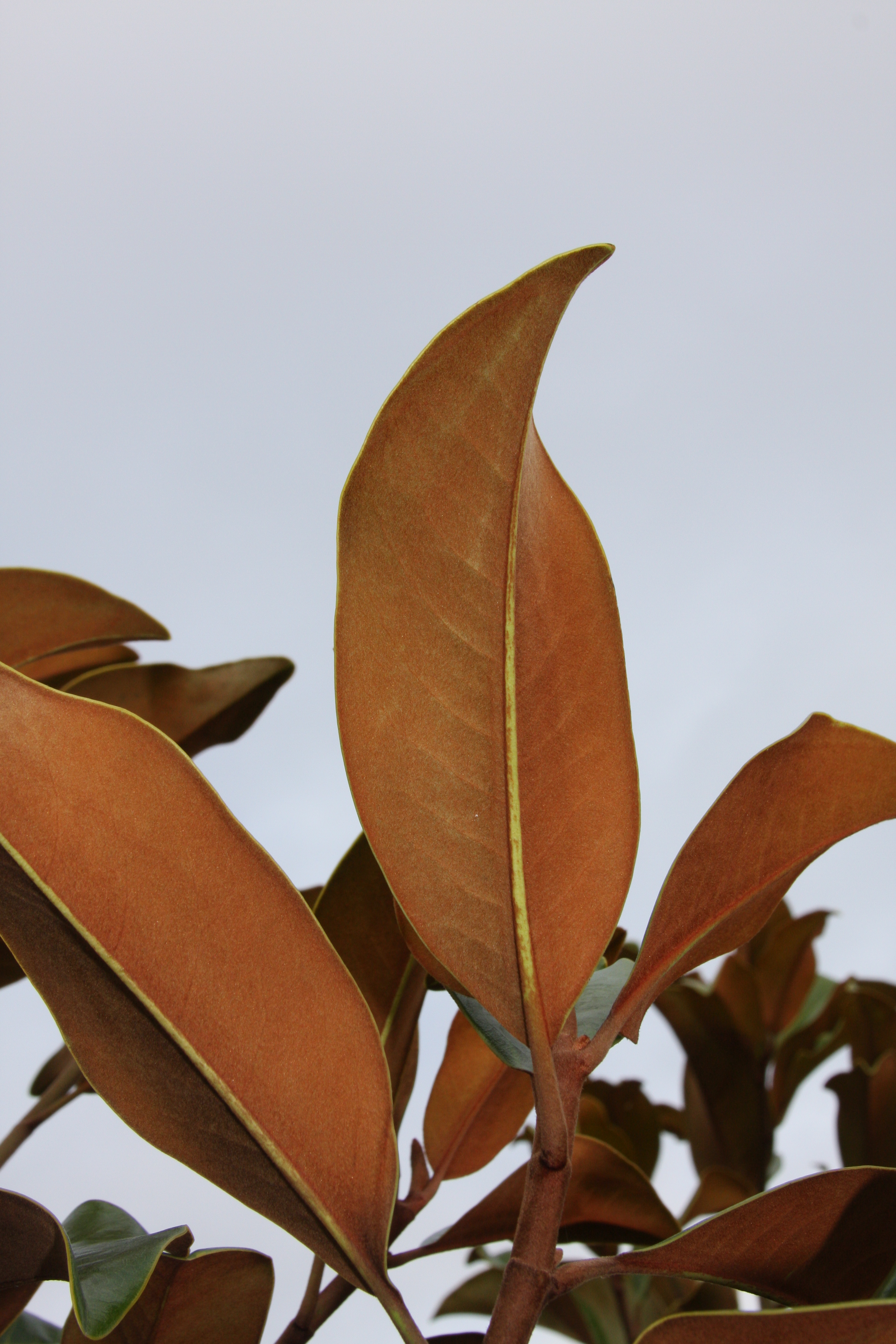 Magnolia Bracken’s Brown Beauty underside of leaf 1162012 15346 PM