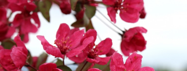 Malus ‘Prairifire’