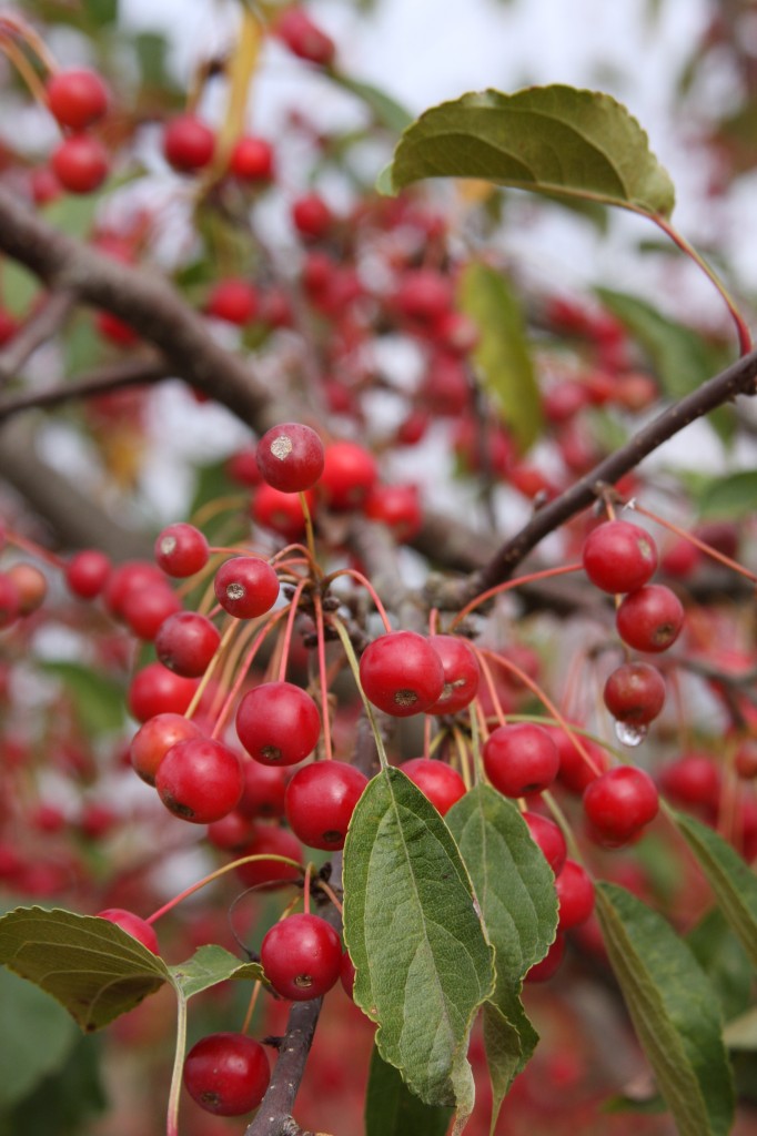 Malus ('Jewelcole') Red Jewel™ Blue Heron Nursery
