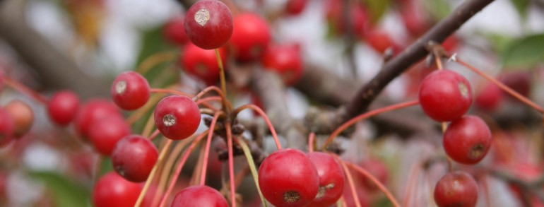 Malus (‘Jewelcole’) Red Jewel™