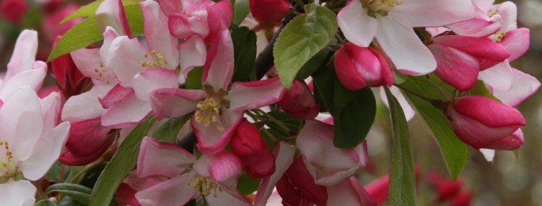 Malus ‘Sentinel’