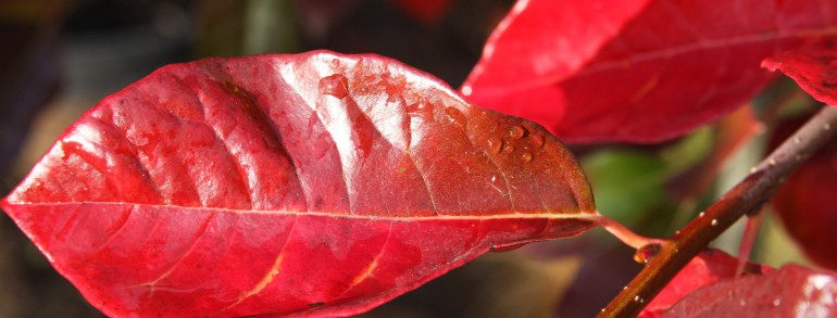 Nyssa sylvatica ‘Select’