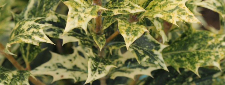 Osmanthus heterophyllus ‘Goshiki’