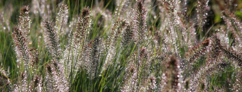 Pennisetum alopecuroides ‘Hameln’