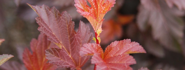 Physocarpus opulifolius ‘Center Glow’