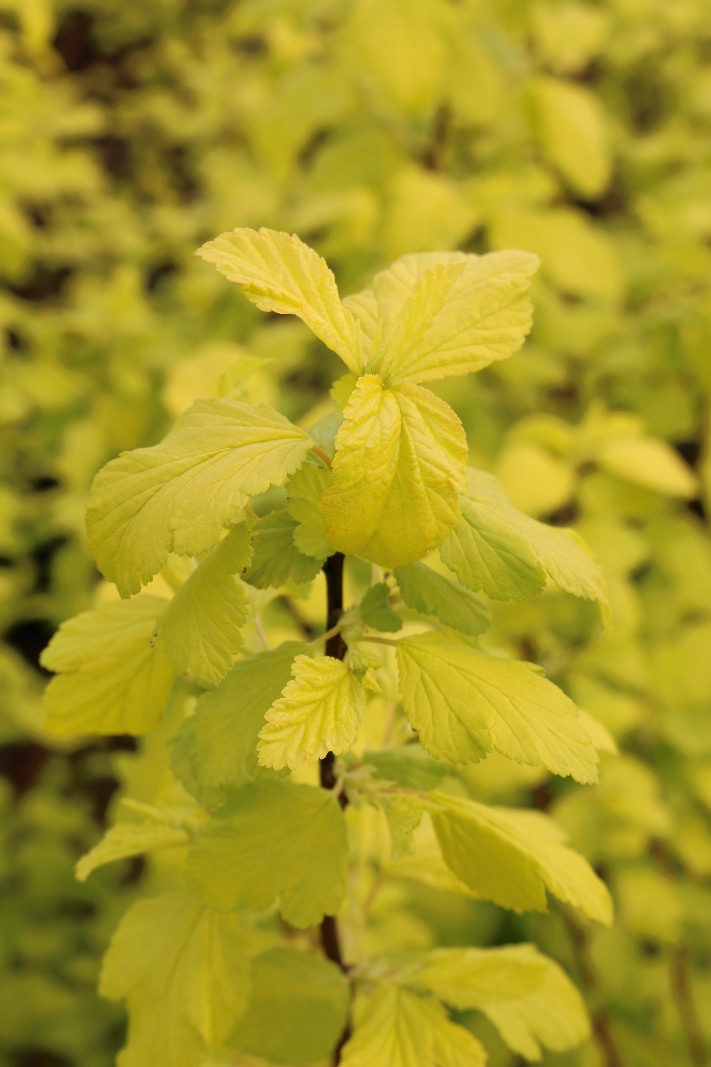 Physocarpus darts gold early spring foliage Blue Heron Nursery