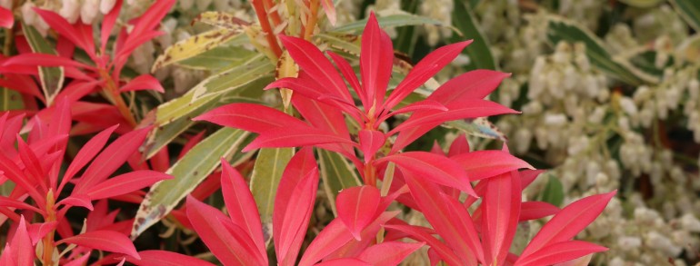Pieris japonica ‘Flaming Silver’
