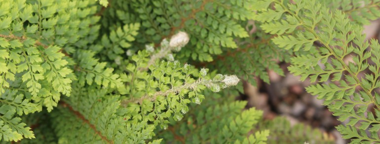 Polystichum setiferum ‘Divisilobum’