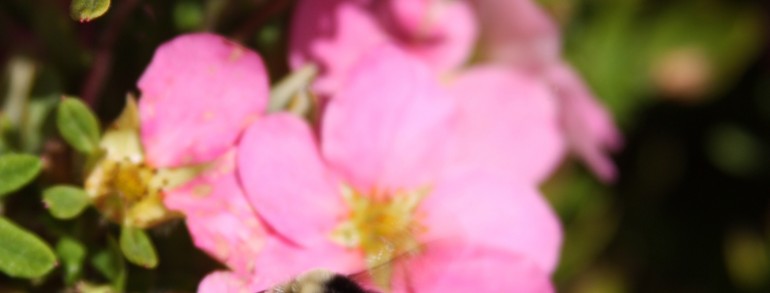 Potentilla fruticosa ‘Pink Beauty’
