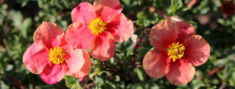Potentilla fruticosa ‘Setting Sun’