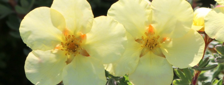 Potentilla fruticosa ‘Summer Dawn’