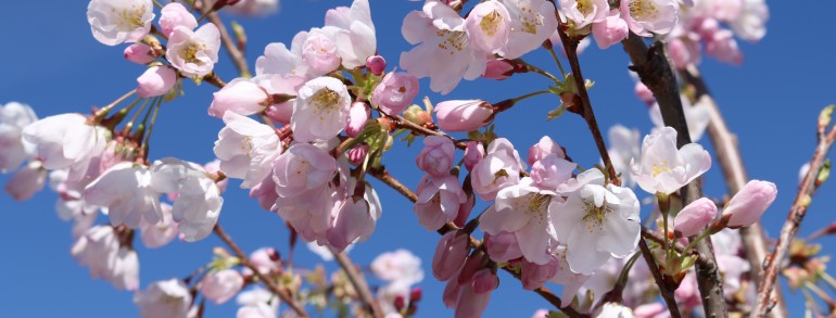 Prunus x yedoensis ‘Akebono’
