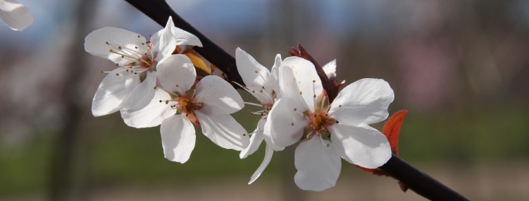 Prunus cerasifera (‘Cripoizam’) Crimson Pointe™
