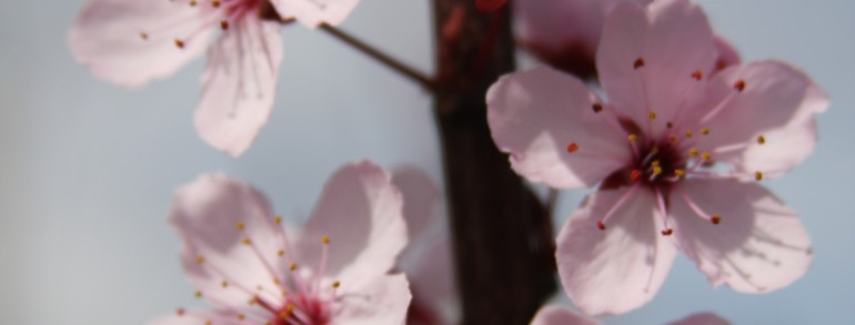 Prunus cerasifera ‘Krauter Vesuvius’