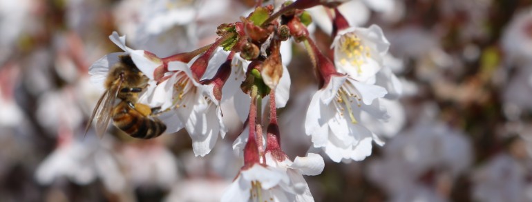 Prunus incisa ‘Little Twist’®