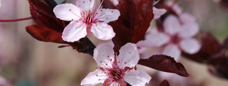 Prunus cerasifera ‘Purple Pony’