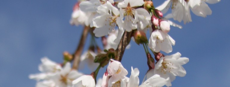 Prunus x (‘Snofozam’) Snowfountains®