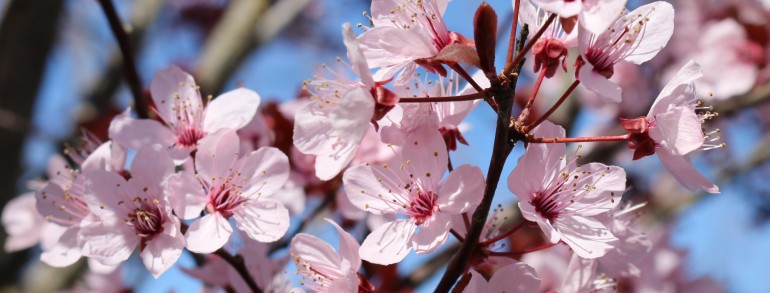 Prunus cerasifera ‘Thundercloud’