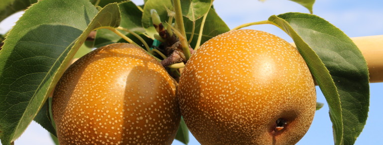 Pyrus pyrifolia (fruiting Asian pear) ‘Hosui’
