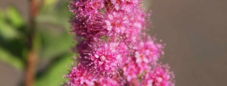 Spiraea douglasii