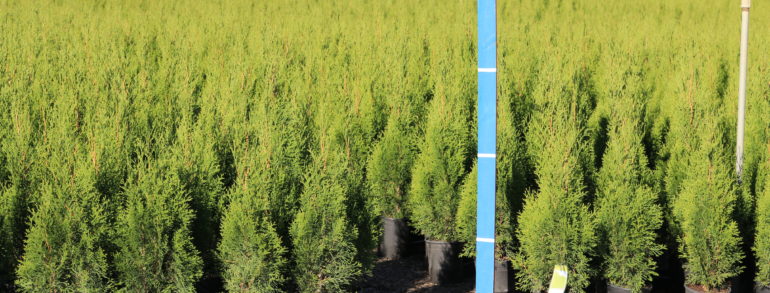 Thuja occidentalis ‘Emerald Green’