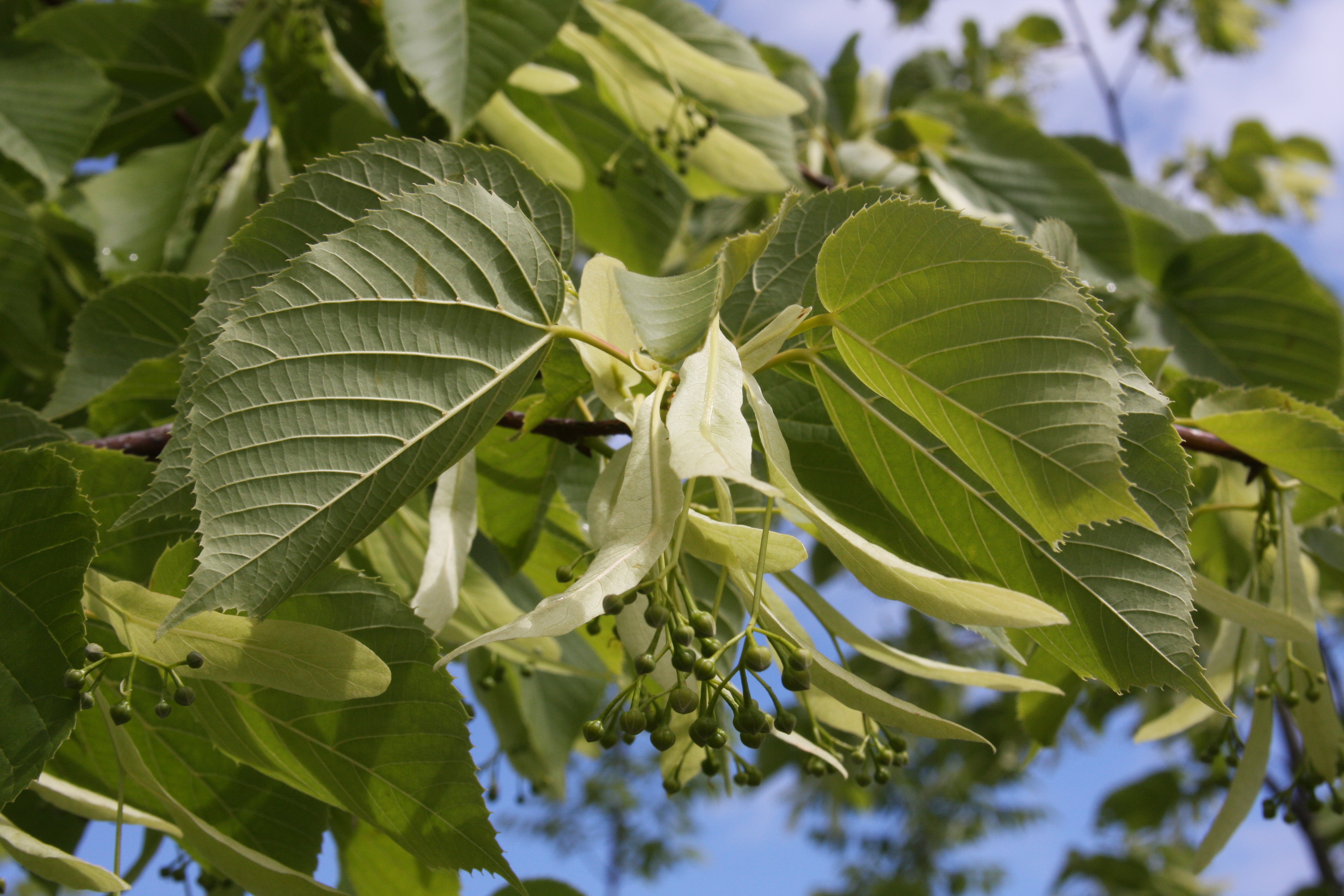 Tilia Redmond flowers Blue Heron Nursery