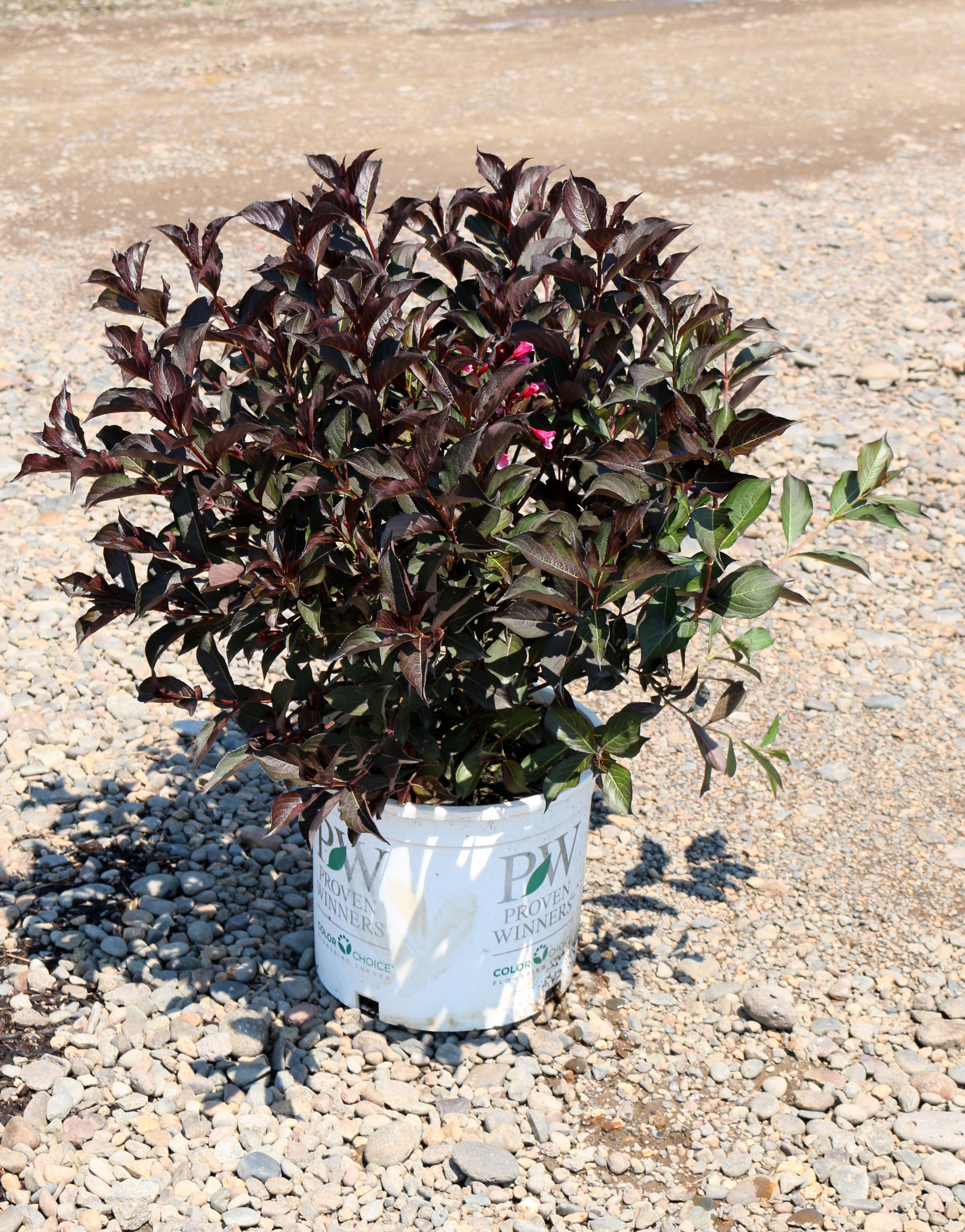 Weigela Wine and Roses 5g Blue Heron Nursery