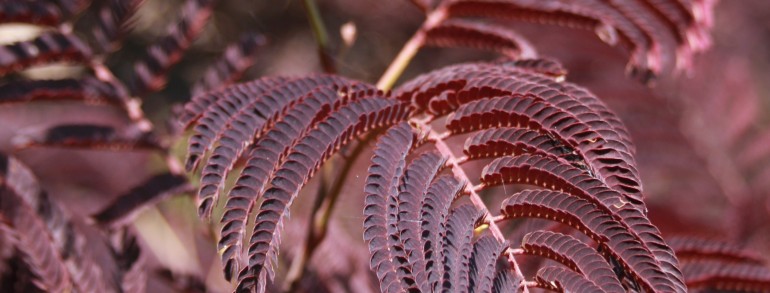 Albizia julibrissin ‘Summer Chocolate’®