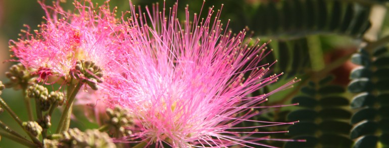 Albizia julibrissin
